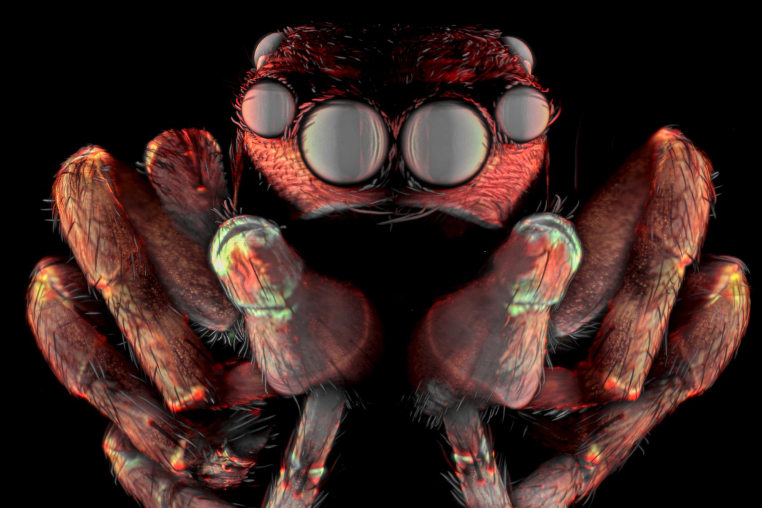 A microscopy view of a jumping spider.