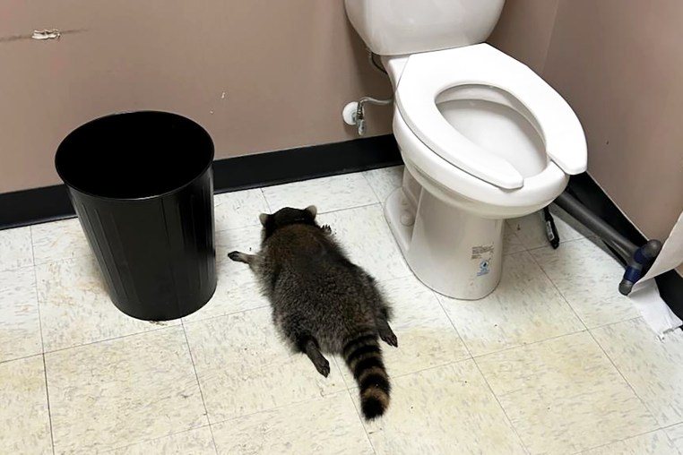 The raccoon was found passed out on the bathroom floor on Saturday morning.